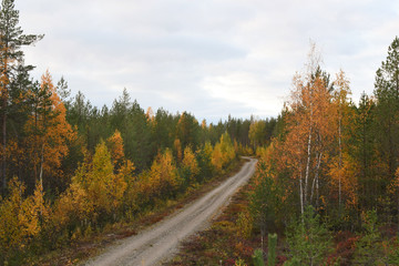 Road through the forest
