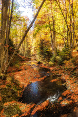 Scenery of autumn nature with vivid colors and sunlight