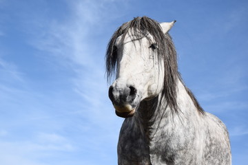 white horse