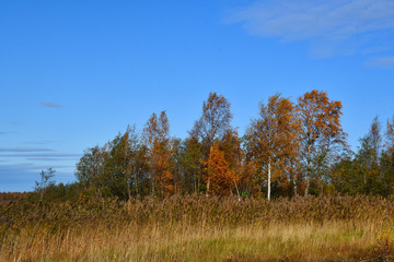 Autumn leaves in Finland