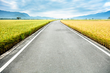 Naklejka premium The road pass through the rice field