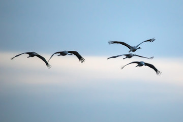 Fototapeta premium Cranes in the approach (Zingst, Germany)
