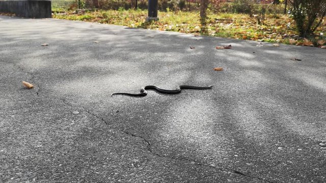a common gartner snake winds across a leaf shaded sidewalk