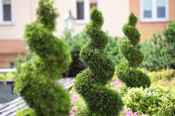 Ornamental plants in a cone and spiral garden