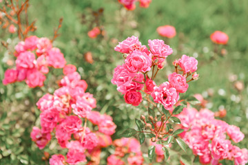 pink flowers in the garden