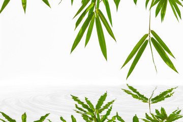 Growing leaf bamboo frame on white isolated texture background with reflection in water(clipping path). World for water day with space your text spa, zen, nature forest green leaf growth and fengshui.