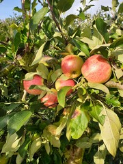 apples on tree