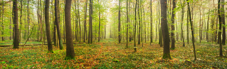 Panoramic Forest of Beech Trees