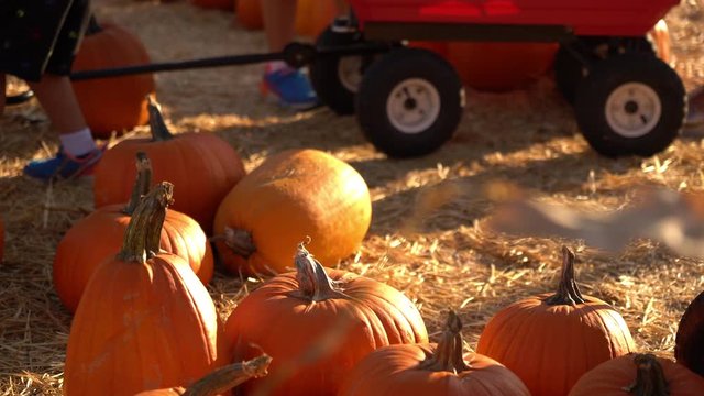 Halloween Pumpkin Patch A Boy Moving Pumpkin To Wagon