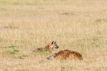 Hyenas lying in the grass on the savannah