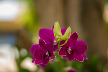 Fototapeta na wymiar Orchids in the park near the house.