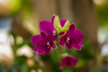 Orchids in the park near the house.