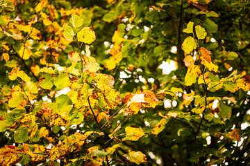 Colorful autumn leaves on a tree. Sunny fall day in nature