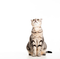 Beautiful American Shorthair cat  looking up