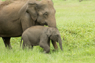 Fototapeta premium Elephants in beautiful Sri Lanka Jungle