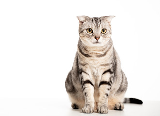 Beautiful American Shorthair cat  isolated