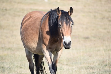 portrait of a horse