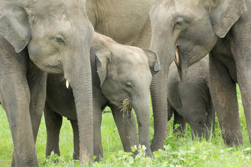 Fototapeta premium Elephants in beautiful Sri Lanka Jungle