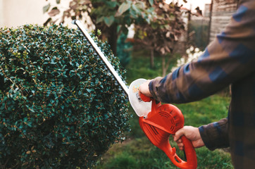 Man with scissors for bushes cultivates a bush in the yard
