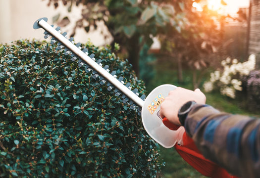 Man with scissors for bushes cultivates a bush in the yard