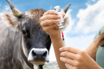 Woman Preparing Cow Vaccine
