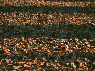Autumn foliage lies on the ground in the Park. Abstract natural background.