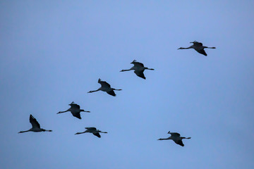 Cranes in the approach (Zingst, Germany)