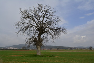 tree in the field