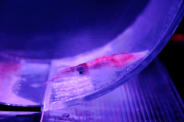 ライトアップされた水槽の中のホタルイカ