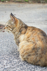 Fototapeta premium のらねこ キジトラ
