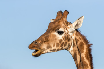 Naklejka premium Rothschild's giraffe with open mouth