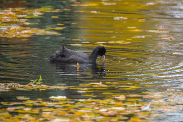 Coot in a pond in autumn on the Drottningholm island in Stockholm