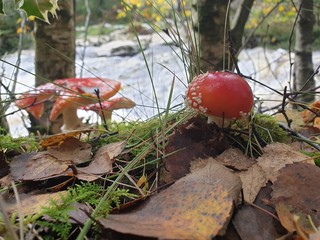 Red mushroom in the forest
