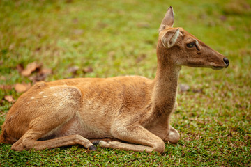 Wild deer lies in a park on grass