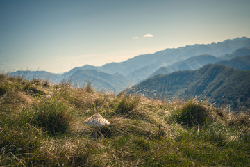 Mushroom in the altitude pyrenees mountains
