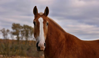 Beautiful draft horse on the pasture.  Large horse bred to be a working animal doing hard tasks such as plowing and other farm labor.
