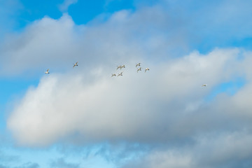 White swans flying in a blue cloudy sky, Finland