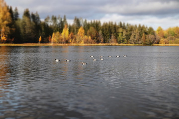 A flock of barnacle gooses is sitting on the river Kymijoki. Birds are preparing to migrate south.
