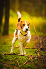 The beagle dog in sunny autumn forest. Alerted hound searching for scent and listening to the woods...