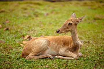 Naklejka na ściany i meble Wild deer lies in a park on grass