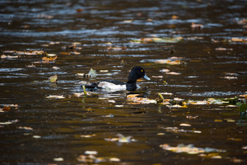 Tufted duck in a pond in autumn on the Drottningholm island in Stockholm