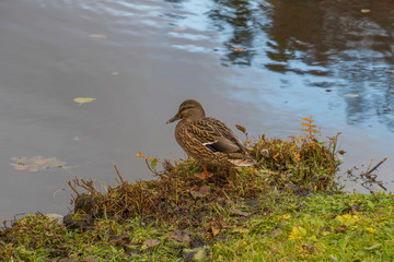 Mallard at a pond on the Drottiningholm island in Stockholm a summer day