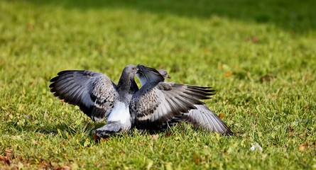 A young pigeons who has left a nest.   The young they want food from an adult pigeons