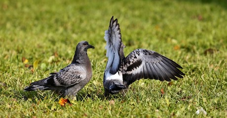 A young pigeons who has left a nest.   The young they want food from an adult pigeons