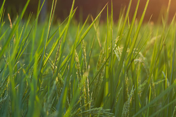 The rice paddy of organic farm