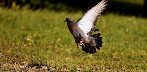 A young pigeons who has left a nest.   The young they want food from an adult pigeons