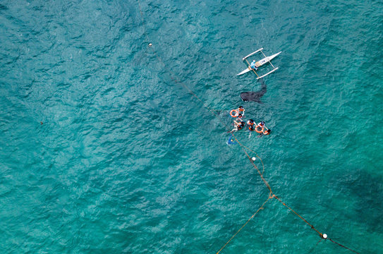 Aerial drone shot of whale sharks swimming in Oslob - Cebu, Philippines