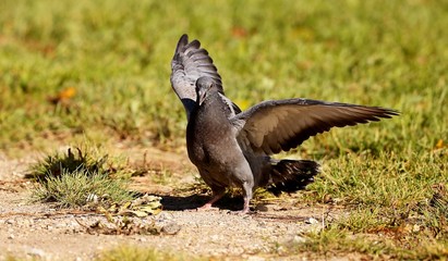 A young pigeons who has left a nest.   The young they want food from an adult pigeons