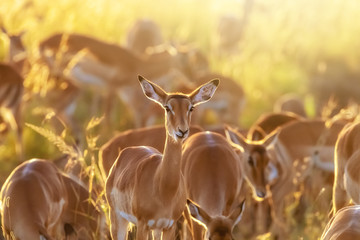 Impala group at sunrise in the Masai Mara