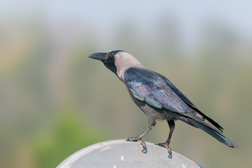 House crow sitting on a tv dish against plane background